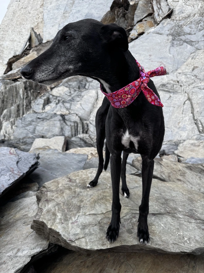 Raspberry Ripple Rock Candy Dog Bandana