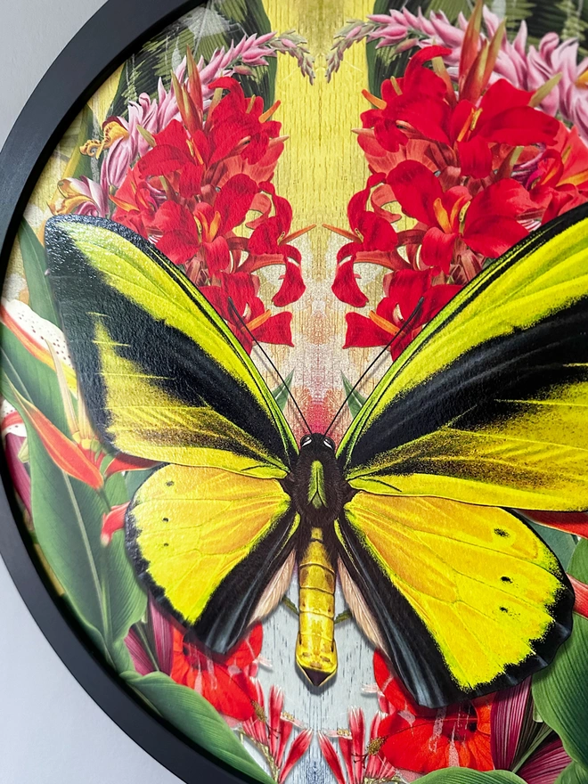 A photo showing details from the framed circular artwork of a yellow, Goliath birdwing butterfly set against a brightly coloured floral and tropical background.The frame is black and it measures 40cm.