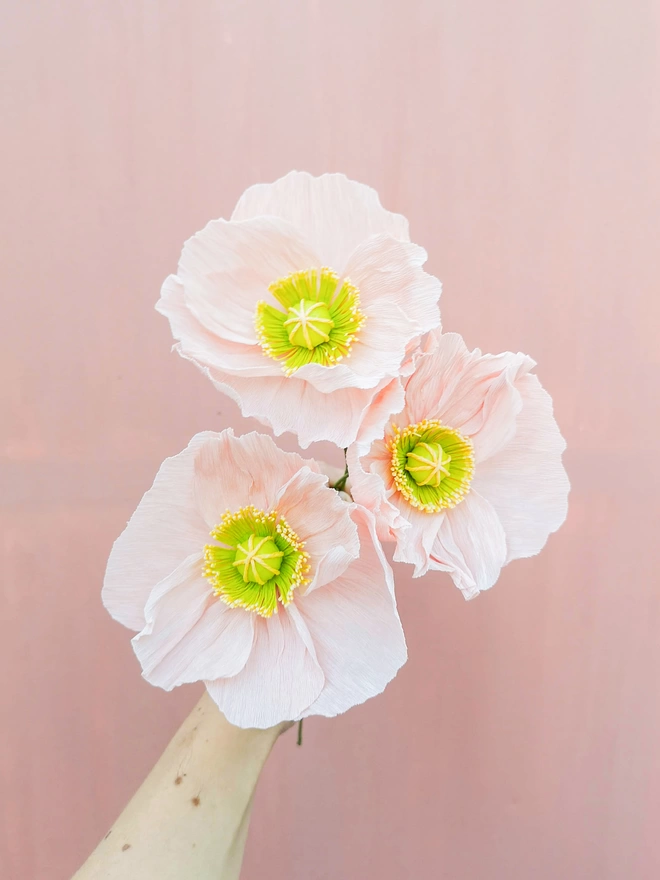 Three coral Icelandic paper poppies