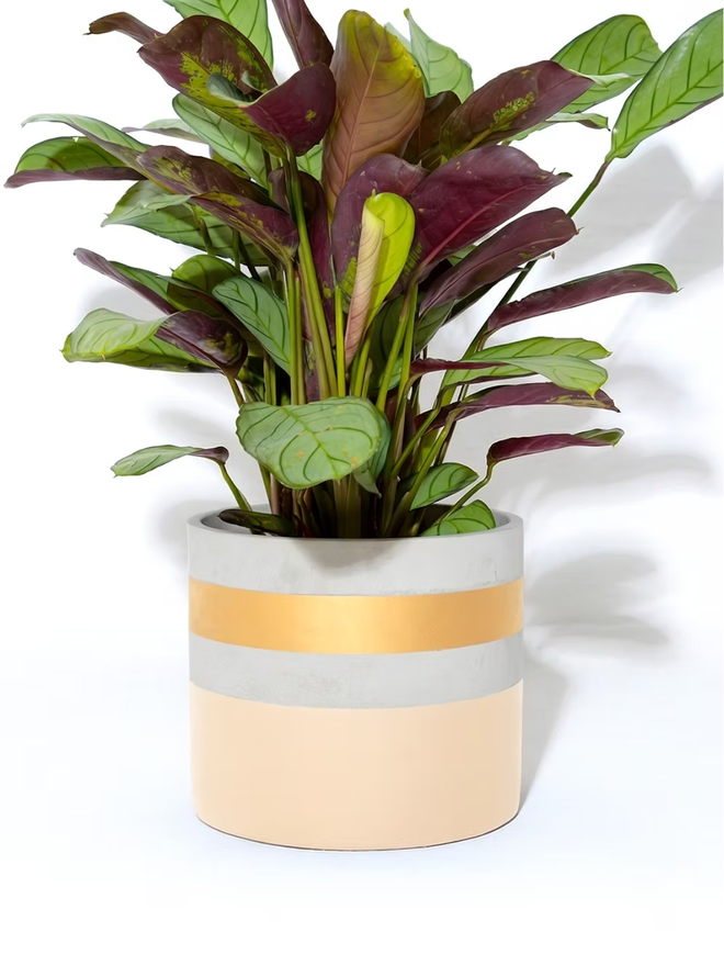 cocktail concrete plant pot. a painted beige plant pot with a gold rim.