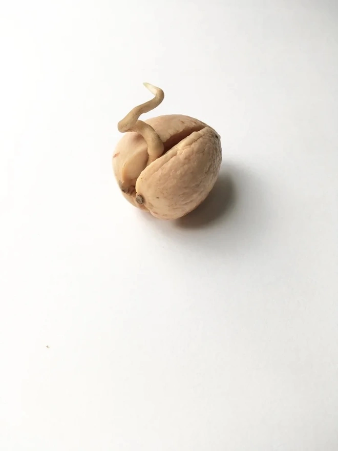 DIY Growing Kit, an avocado seed sitting on a plain surface. 