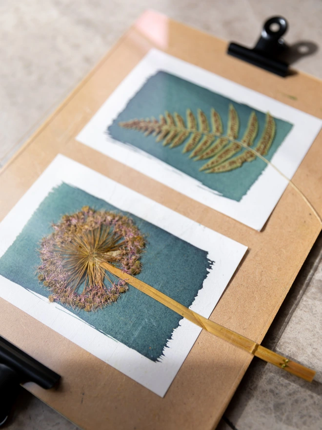 close up of an allium and fern on top of cyanotype paper, developing in the sunlight