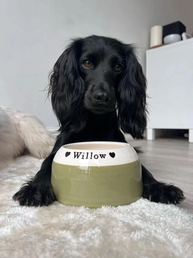 Cocker Spaniel Ear Free Bowl in Mossy Haven