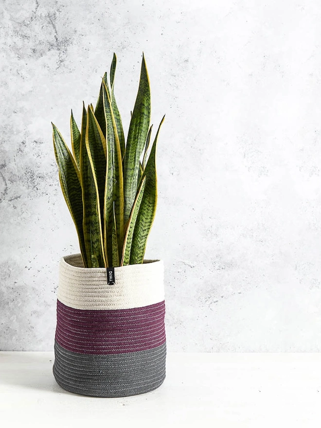 Giant Large Striped Cotton Plant Pot