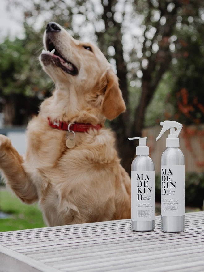 golden retriever dog with natural dog shampoo and fur detangled