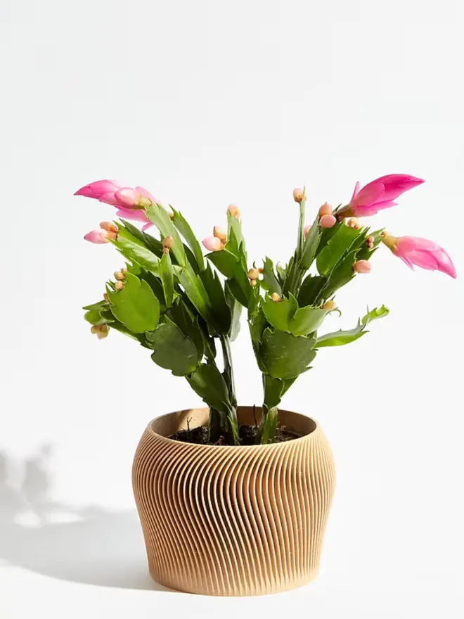 Sustainable 3D Printed Sand Beige Plant Pot, orbital design against a white background.