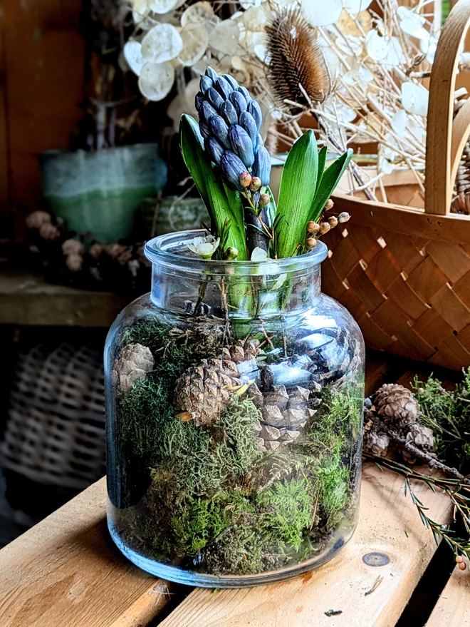 Glass jar with flowering hyacynth plant with moss and pine cones pictured on a table 