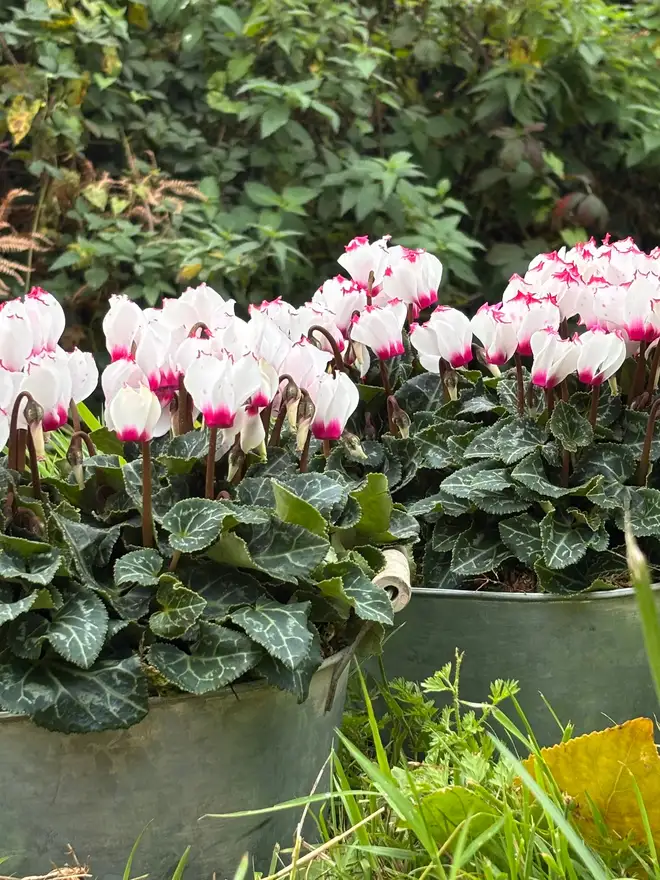 Two Fresh Cyclamen In Zinc Potted Planter together
