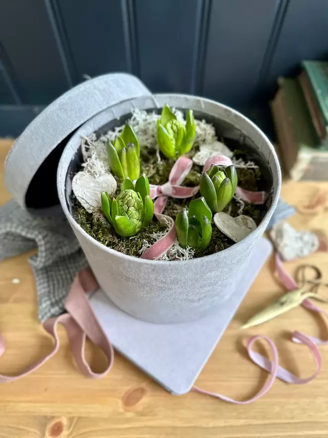 Grey velvet hat box filled with flowering hyacinths