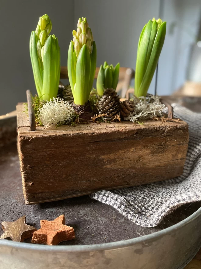A Wooden Iron handled trug filled with hyacinth bulbs, pine cones and mos, sits on a black and white gingham tea towel in a vintage metal round shallow tray, two gold wooden stars, a pair of vintage secateurs sits alongside.