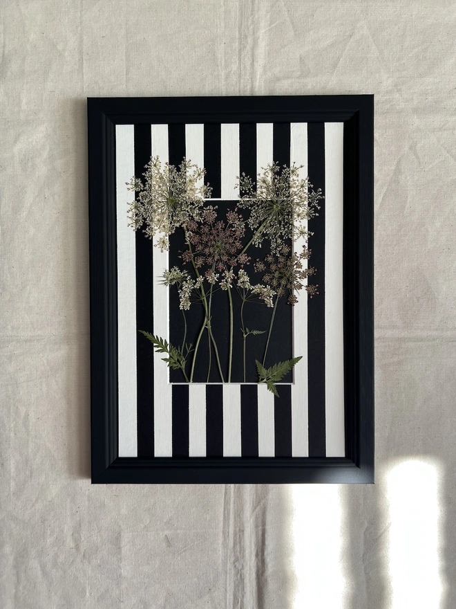 pressed wild cow parsley in black painted wooden frame