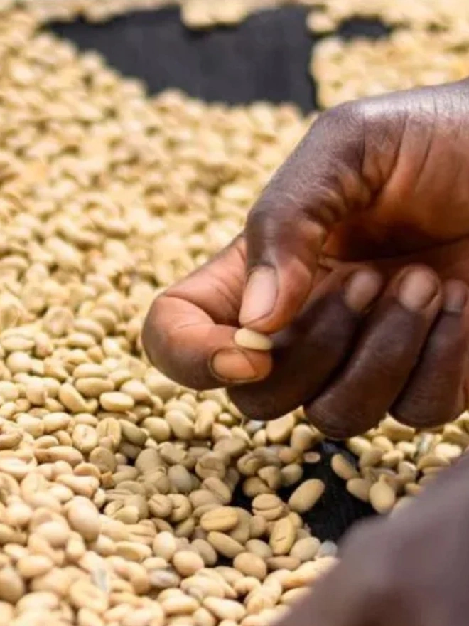 A hand selects white coffee beans from a shallow tray.