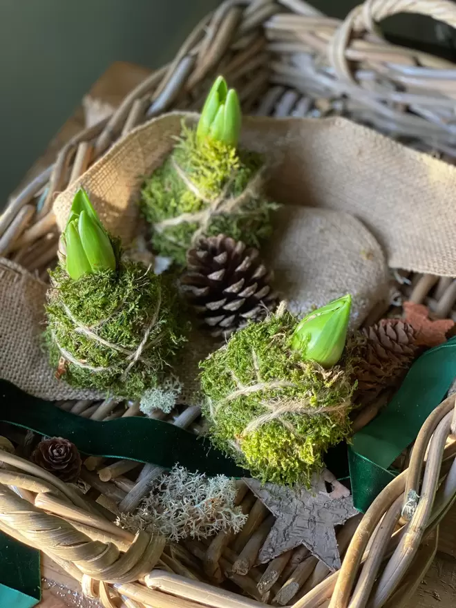 Three individual Hyacinth Kokedama bulbs wrapped in moss and soil,  string attached to hang in any location, sits in a small wicker basket with a pine cone, a dark green velvet ribbon one cm wide hangs across the basket, together with a thicker band of hessian looking material drapes over the basket, dried moss and a wooden bark star can also be seen.ndividual Hyacinth Kokedama bulbs wrapped in moss and soil,  string attached to hang in any location, sits in a small wicker basket with a pine cone, a dark green velvet ribbon one cm wide hangs across the basket, together with a thicker band of hessian looking material drapes over the basket, dried moss and a wooden bark star can also be seen.