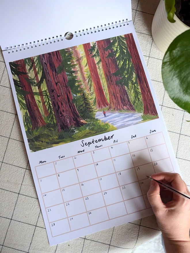 Wall calendar a3 with image of giant redwoods 