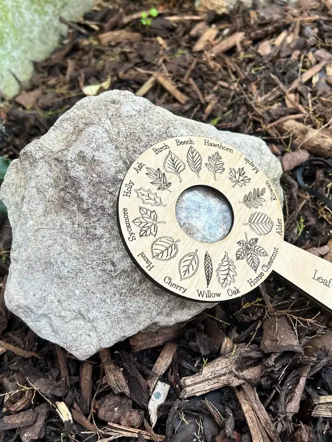  Birch wood leaf identification magnifier engraved with detailed leaf illustrations, displayed on forest floor materials.