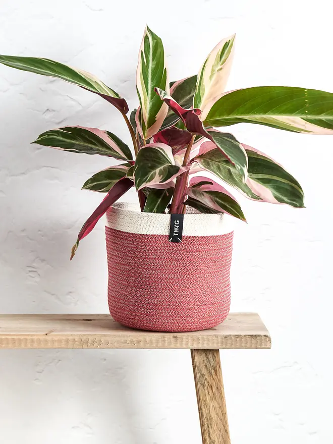 Medium cotton plant pot