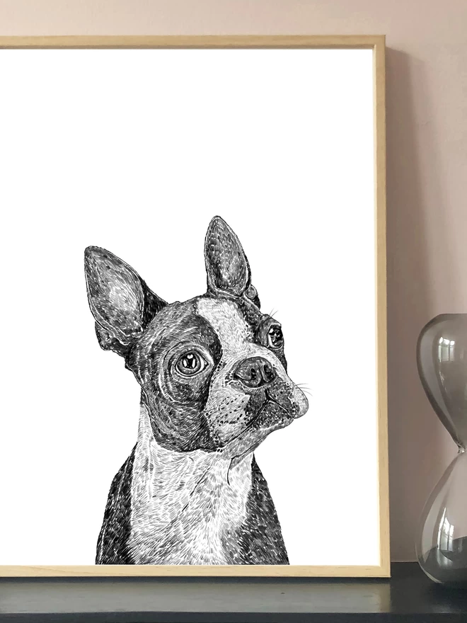 Art print of a hand drawn portrait of a boston terrier displayed in a frame 