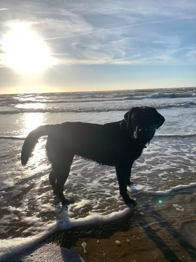 black labrador on the beach in a plain leather dog collar