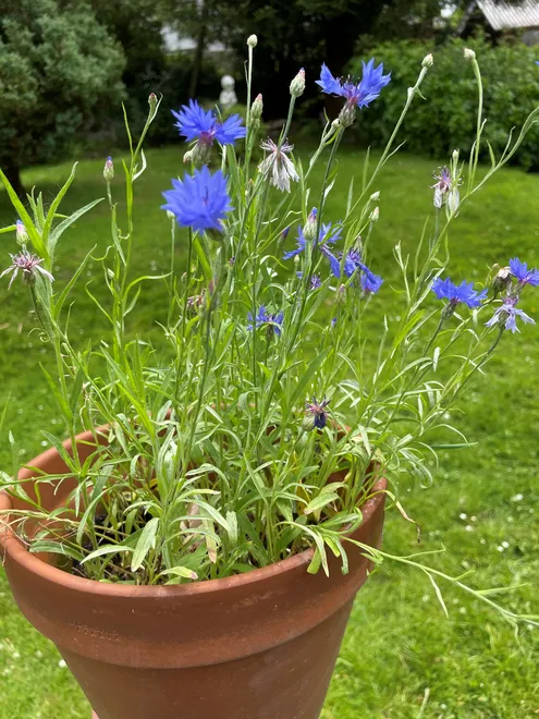 Cornflowers in a terracotta pot grown from a Ruby & Bo plantable card