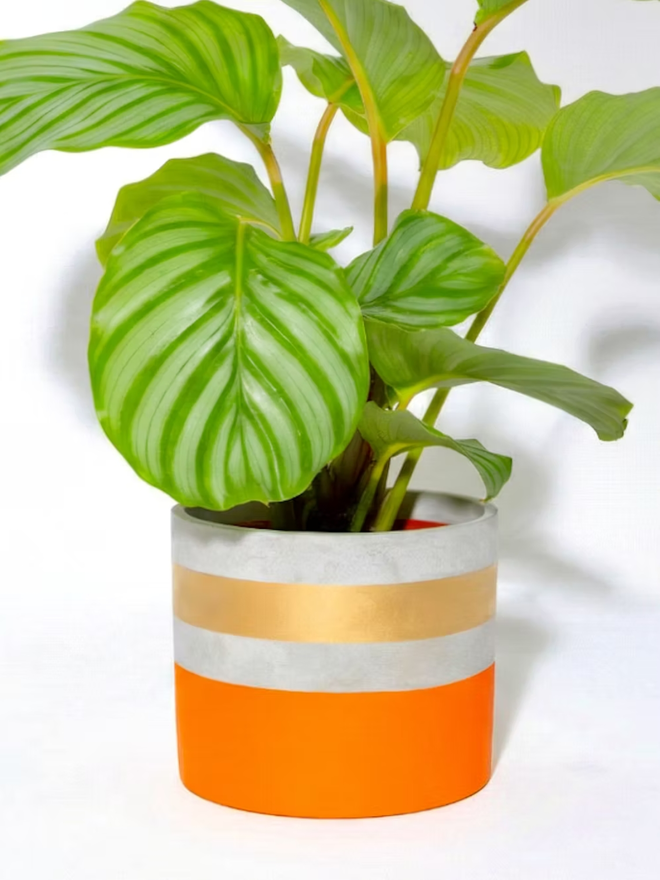 cocktail concrete plant pot. a painted orange plant pot with a gold rim.