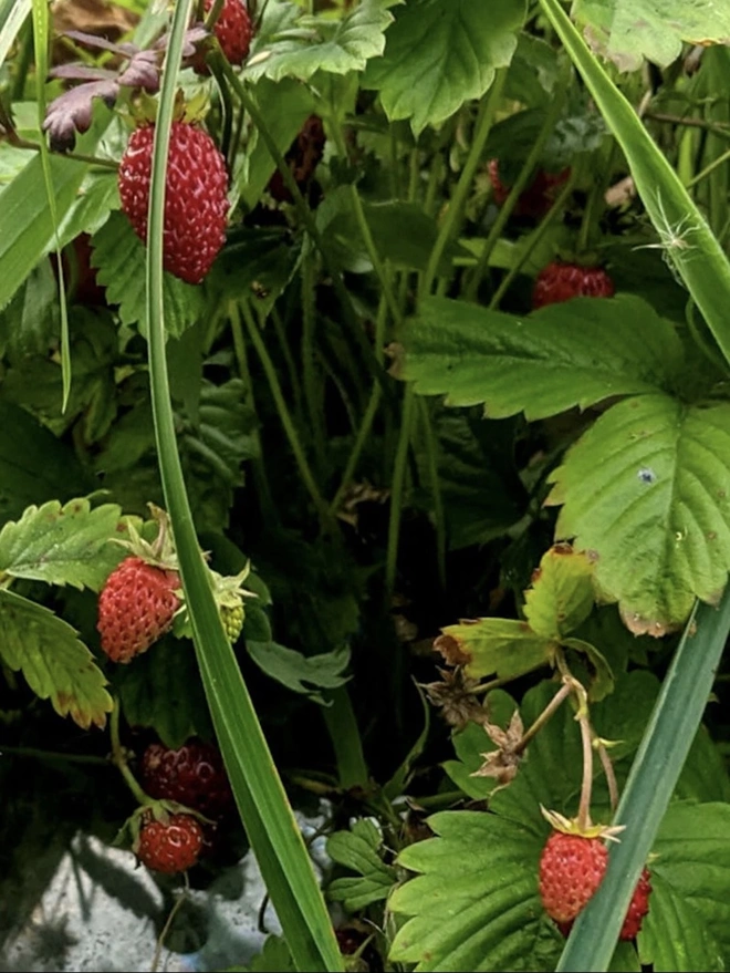 Greener Pastures Gin - Batch 2