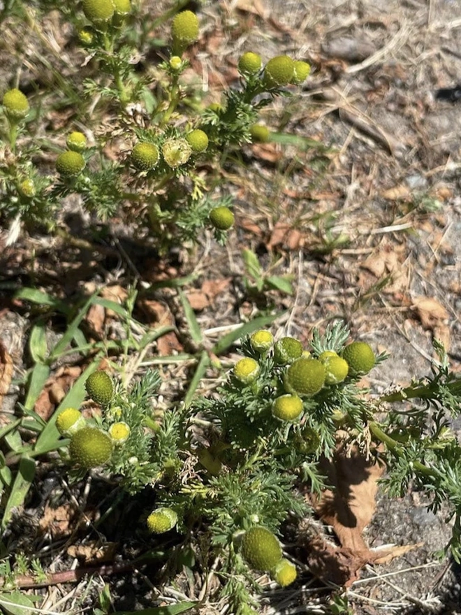 Greener Pastures Gin - Batch 2
