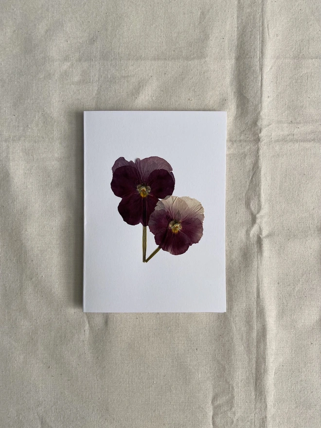 White greeting card with two pressed pink pansy flowers