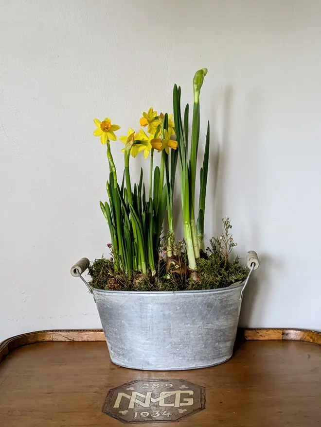 A Spring Bulbs Oval Zinc Planter With Handles On A Wooden Tray Against a White Brackdrop