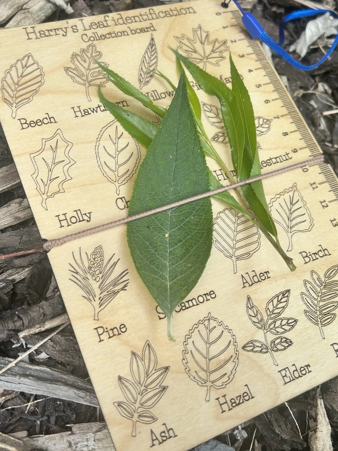 A compact wooden leaf collection board engraved with detailed illustrations of sixteen common tree leaves. Elastic bands run across the board to hold real leaves in place. The surface shows finely carved leaf shapes and textures, designed as a portable nature guide for outdoor learning. The board has a smooth, eco‑friendly finish and a rustic, forest‑school aesthetic