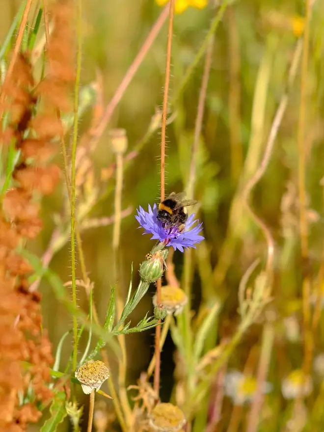 british honey bees