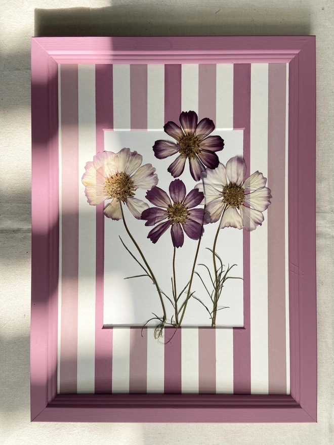 pressed pink cosmos flowers in stripe mount and painted frame