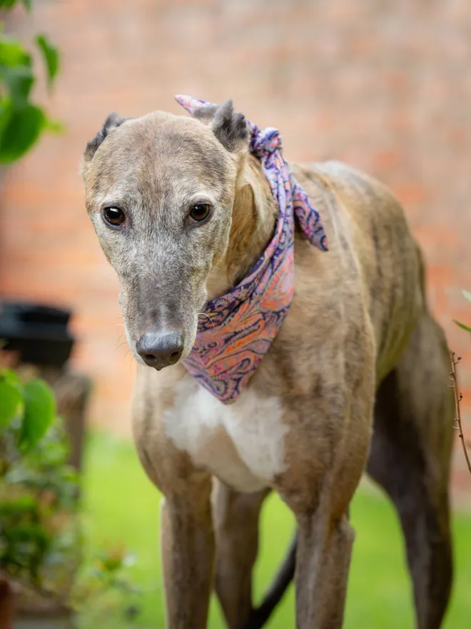 Paisley Paradise Bandana