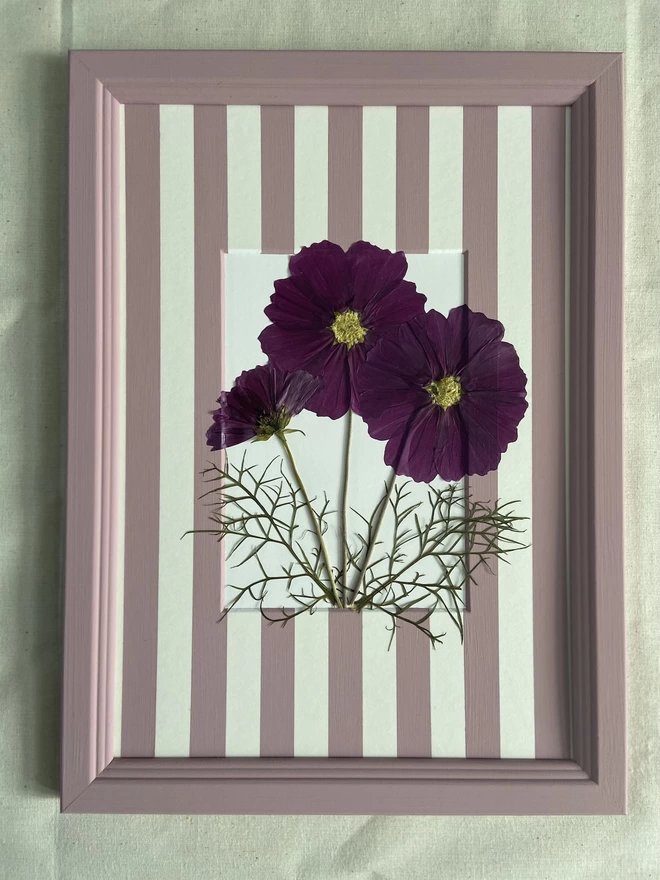 Framed pink cosmos flowers in hand painted stripe mount