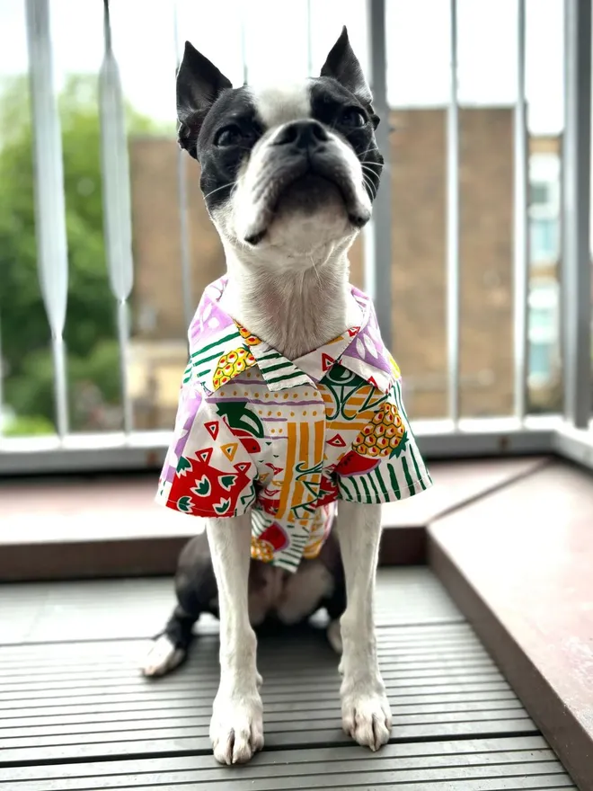 Aloha - Hawaiian Style Dog Shirts