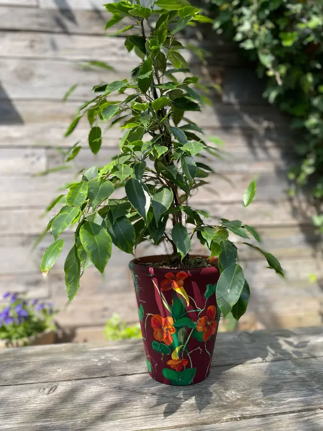 beautifully hand-painted interior terracotta plant pot, featuring a serene burgundy background adorned with orange Nasturtium flowers