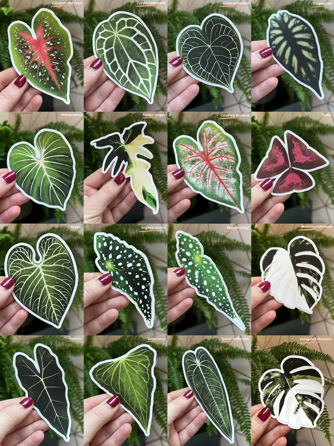 A compilation picture of 16 different houseplant leaf stickers on a white vinyl backing held up against a backdrop of a fern and pink wall with the name of each sticker in the top right corner of each image.