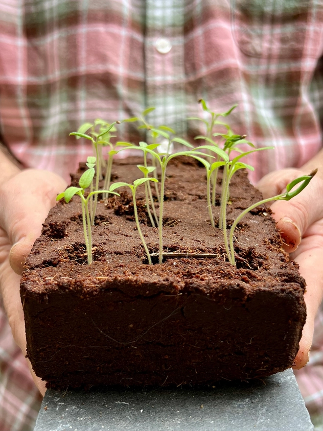 Germinated Growbar with gorgeous little seedling growing from it. 