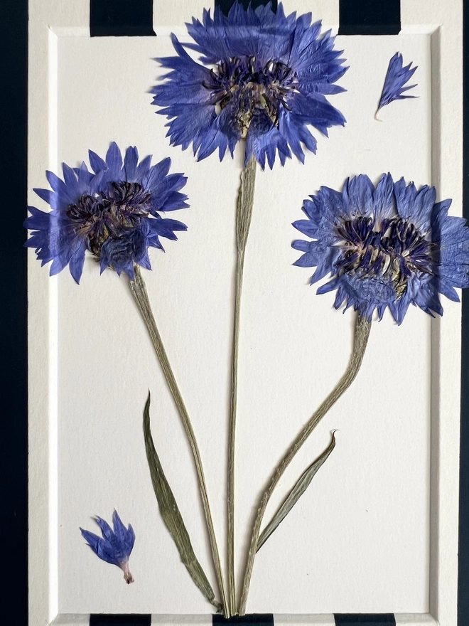 close up of blue pressed cornflowers 