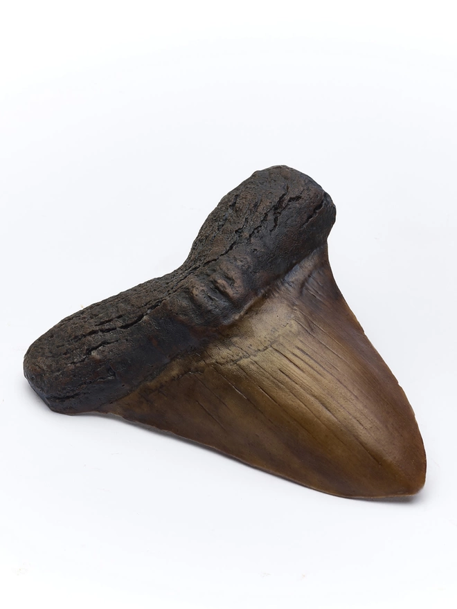 Realistic edible chocolate Megalodon shark tooth fossil on white background