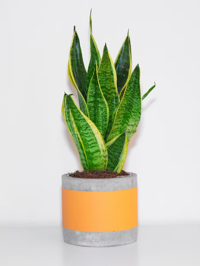 coloured middle concrete plant pot. a grey concrete plant pot with a bright orange stripe around the middle.