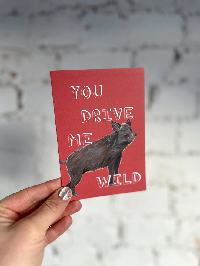 a red greetings card featuring an illustration of a wild boar with the text “you drive me wild”