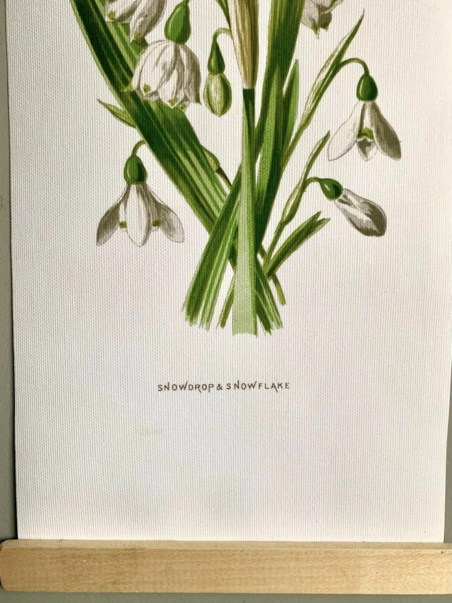 A botanical print of flowers from the snowdrop family