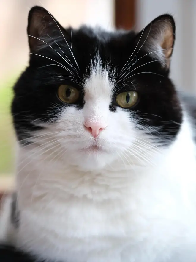 Personalised Pet Portrait Linoprint