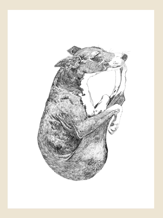 Artwork of sleeping whippet art print