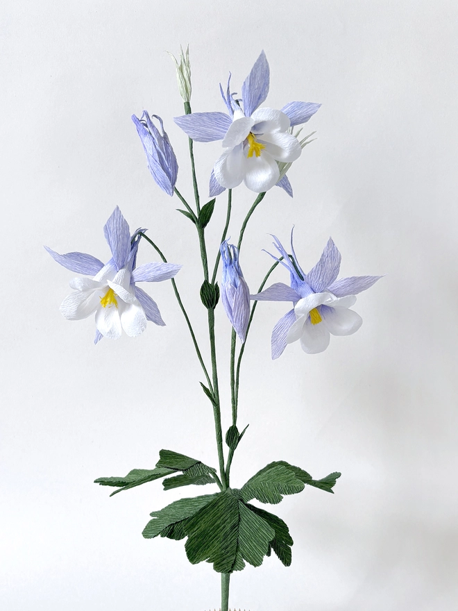 This is a handmade Crepe Paper Columbine Flower (Aquilegia) with a white background by Campbell Workshop
