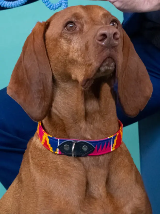 Cute dog wearing a colourful dog collar