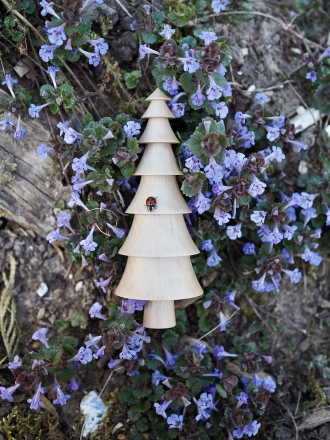 Spruce