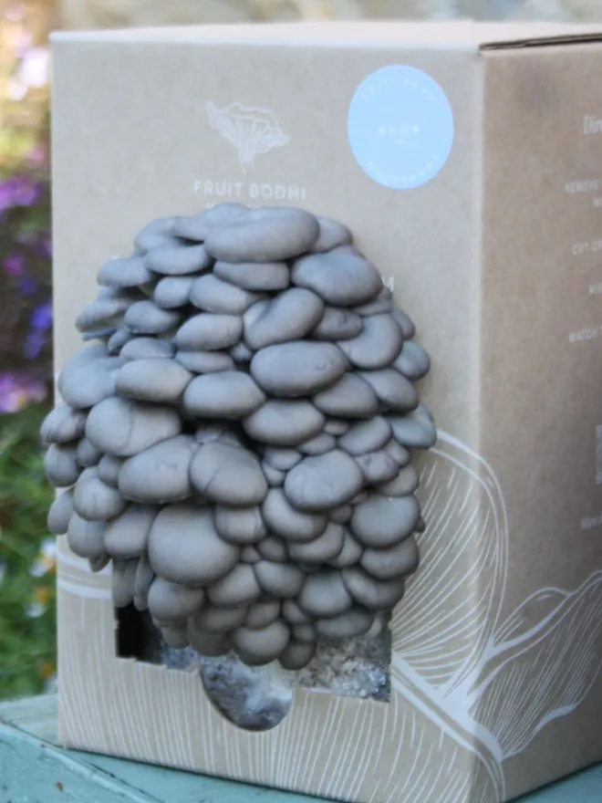 Blue Oyster Mushroom Grow Kit