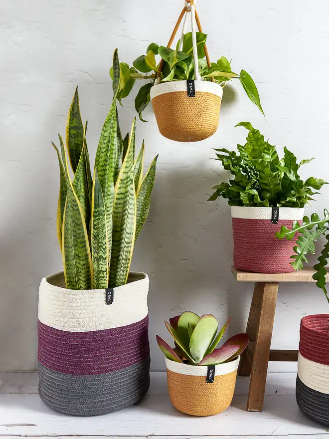 Extra Large Striped Cotton Plant Pot