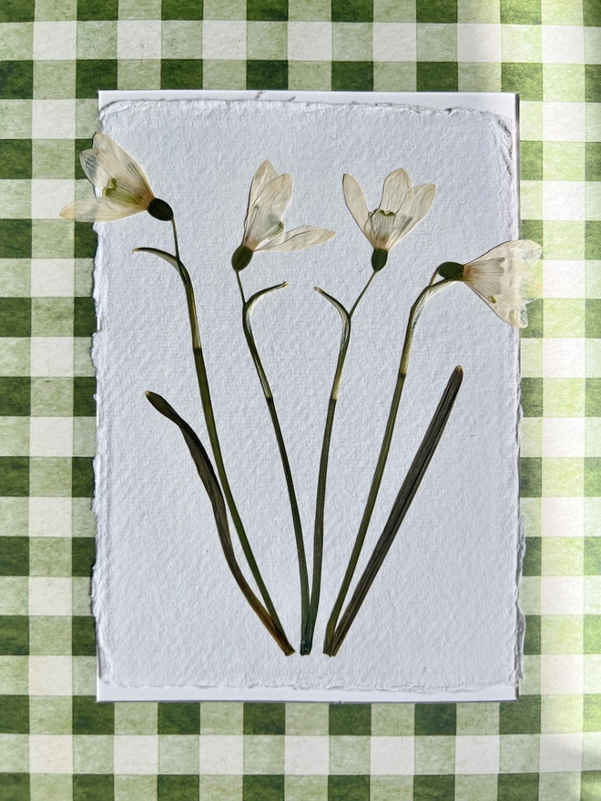 close up of pressed snowdrop flowers in a printed gingham mount 